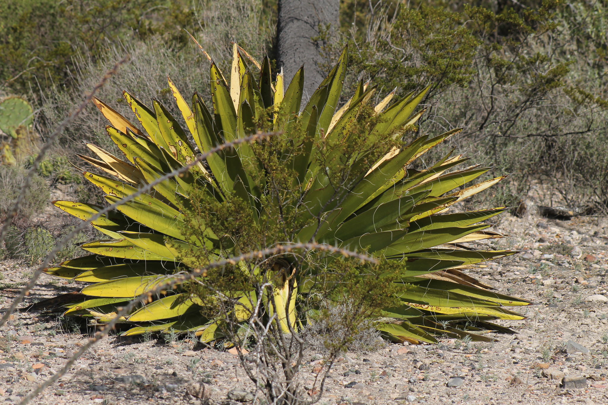 Yucca carnerosana